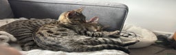 Savannah cats for sale: 2 Loving Brothers (Savannah Breed) - Advert 5