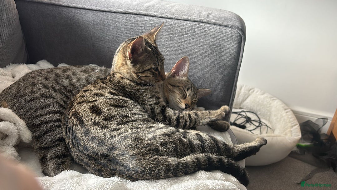Savannah cats for sale: 2 Loving Brothers (Savannah Breed) - Advert 5