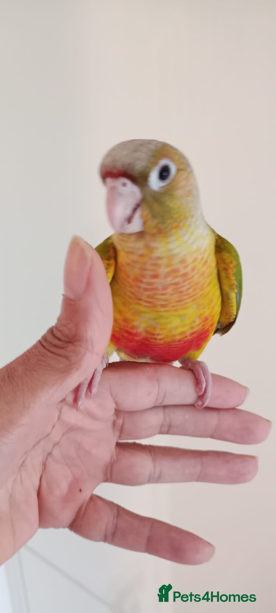 Ringnecks birds Hand-Reared Baby pineapple corner  for Sale  - Advert 2