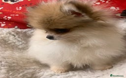 Pomeranian dogs for sale: Fluffy Pomeranian puppies - Image 4