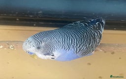 Budgerigars birds for sale: Willow. Male budgie. With cage. 3 years old.  - Image 12