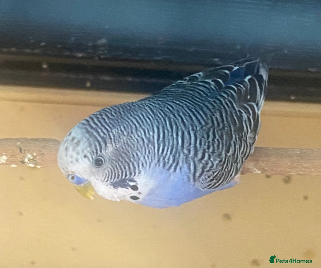 Budgerigars birds for sale: Willow. Male budgie. With cage. 3 years old.  - Image 12