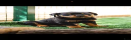 Rottweiler dogs for sale: 🐾 KC Registered Rottweiler Puppies for sale in Huddersfield - Advert 5