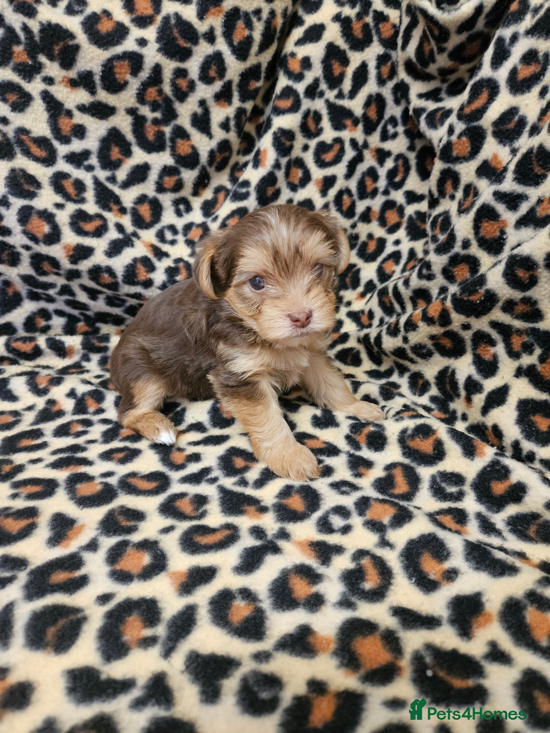 Yorkshire Terrier dogs for sale: 🤎 DNA tested parents 🤎 1 girl, 1 boy - Advert 4