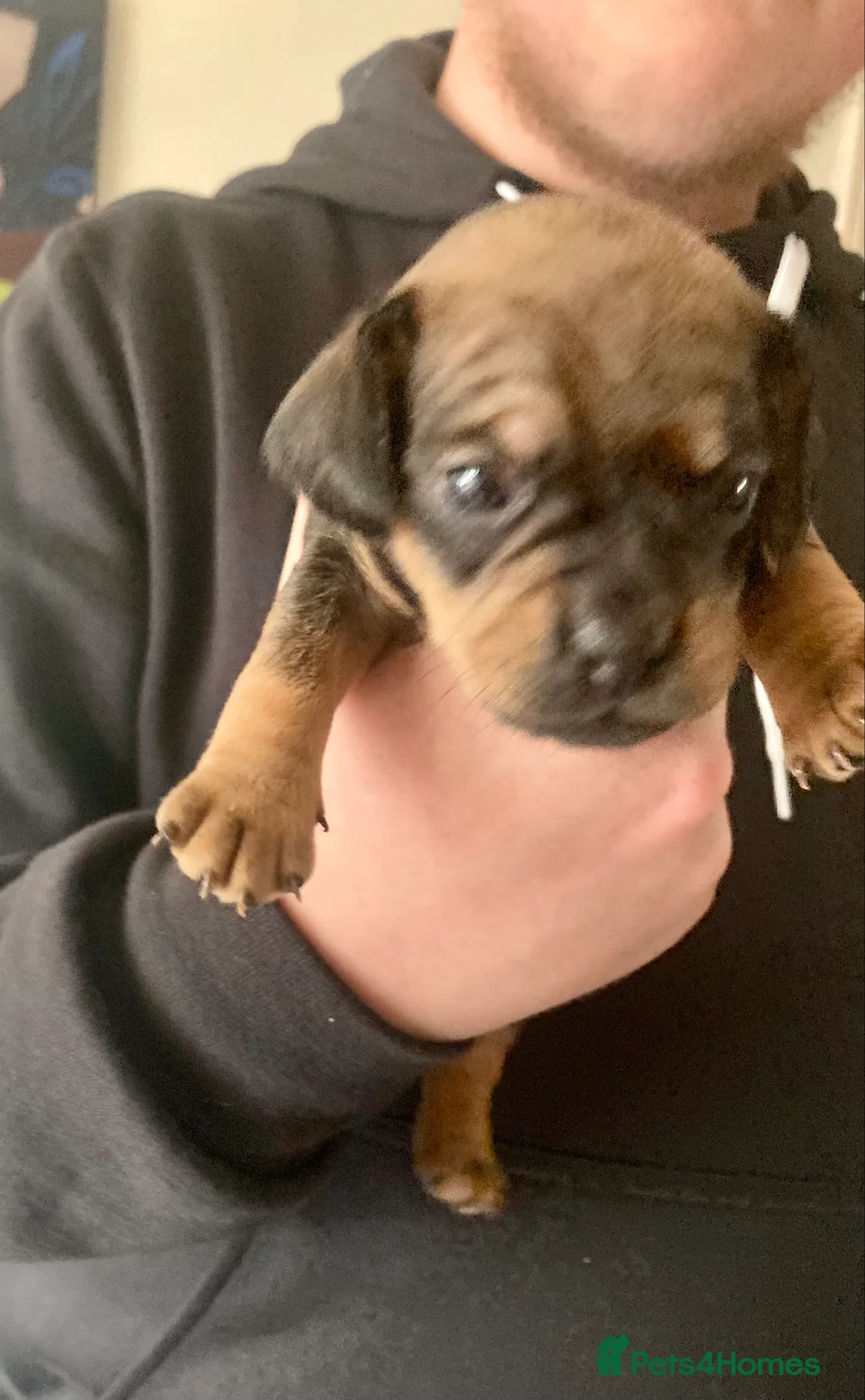 Mixed Breed dogs for sale: Dachshund x Pug (Daug) - Advert 8