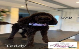 Shihpoo dogs for sale: Absolutely stunning F1 shihpoo puppies  - Image 17