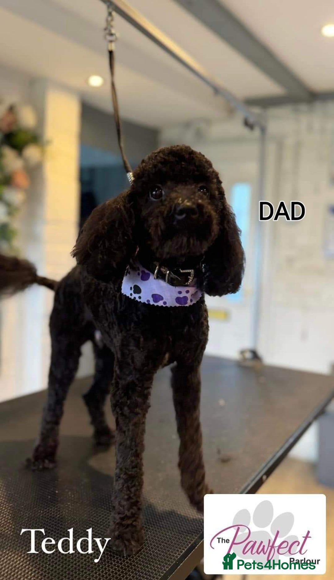 Shihpoo dogs for sale: Absolutely stunning F1 shihpoo puppies  - Image 17