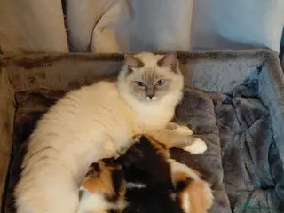 Persian cats Persian x ragdoll - Advert 1