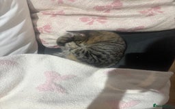 Mixed Breed cats for sale: Mixed Tabby kitten  - Image 3