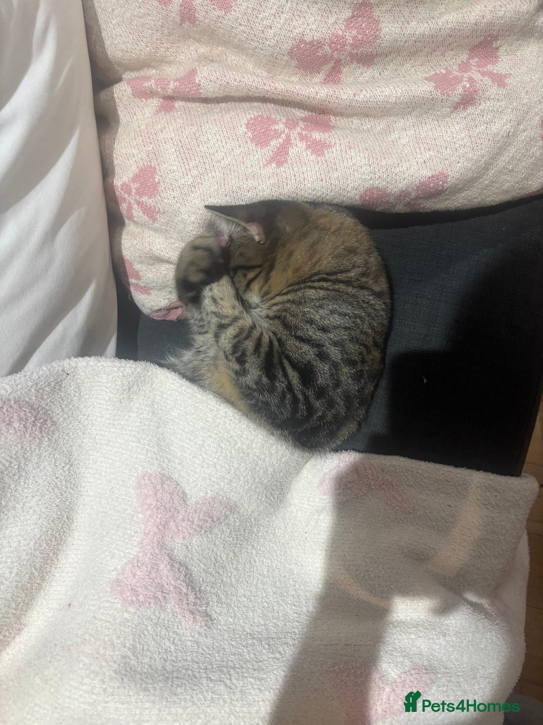 Mixed Breed cats for sale: Mixed Tabby kitten  - Image 3
