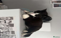 Domestic Shorthair cats for sale: Free to a good home  - Image 3