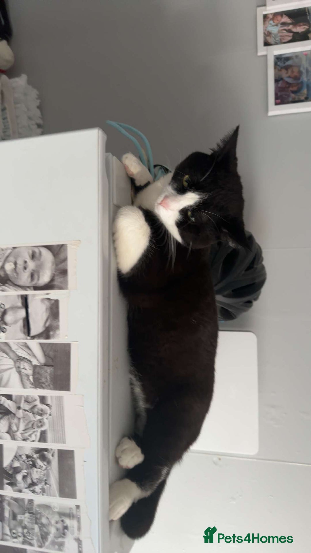 Domestic Shorthair cats for sale: Free to a good home  - Image 3