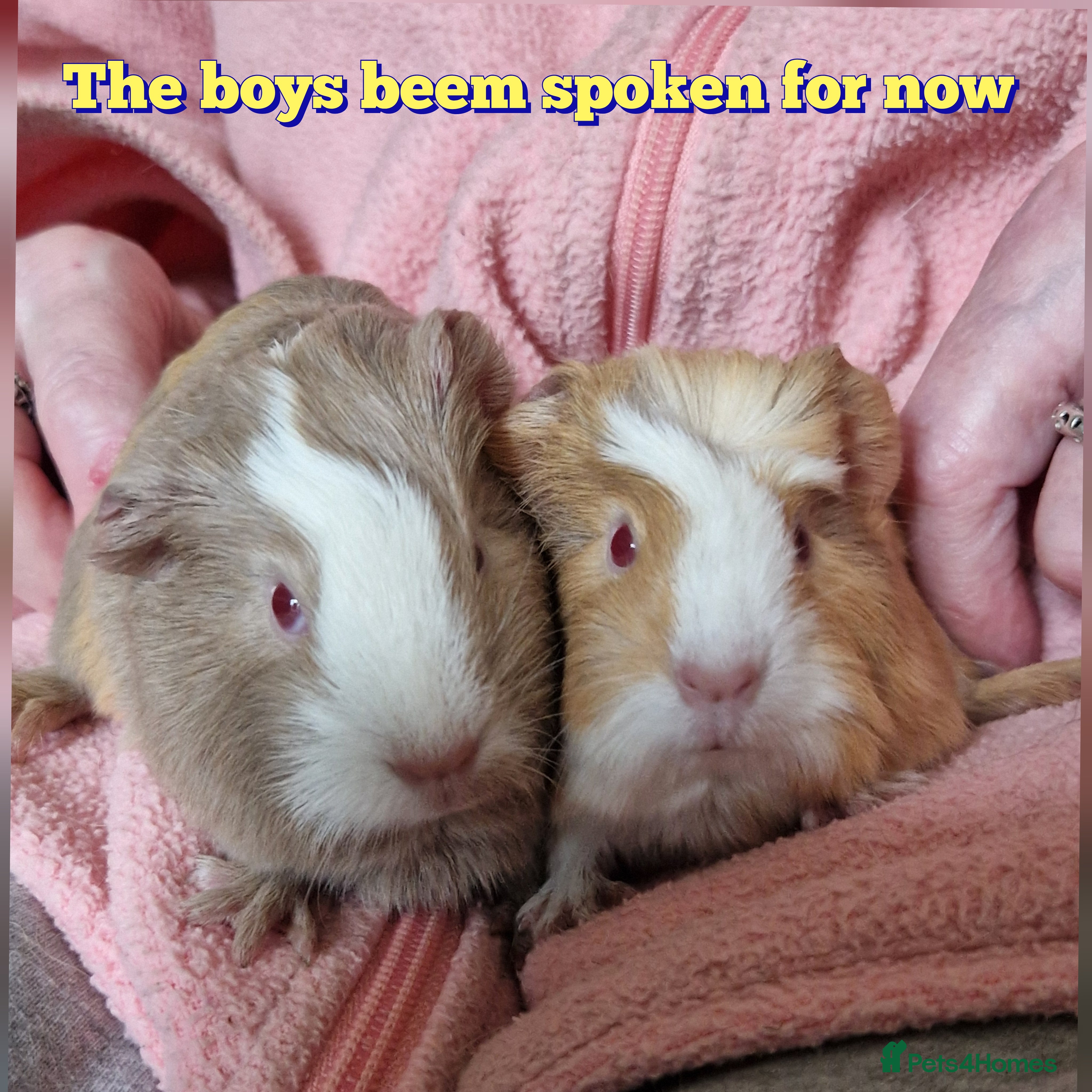 Guinea Pig rodents The two boys been spoken for now  - Advert 18