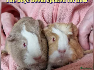 Guinea Pig rodents The two boys been spoken for now - Advert 18
