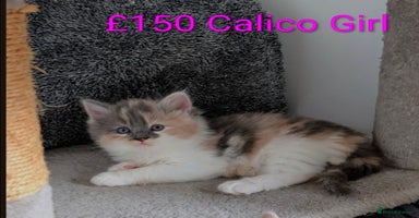 Mixed Breed cats - Advert 9