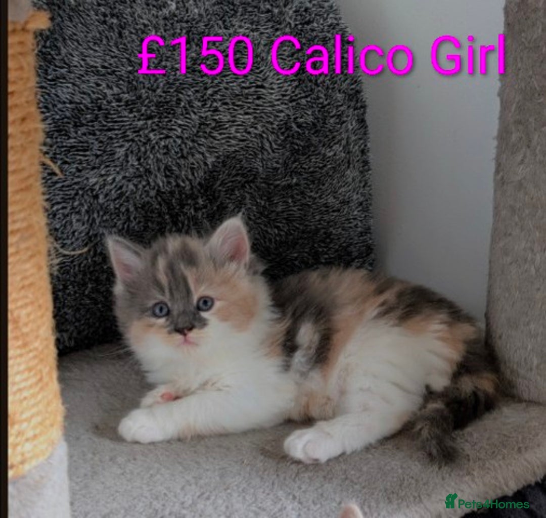 Mixed Breed cats for sale: Healthy kittens - READY NOW ( 8 weeks old )  - Image 12
