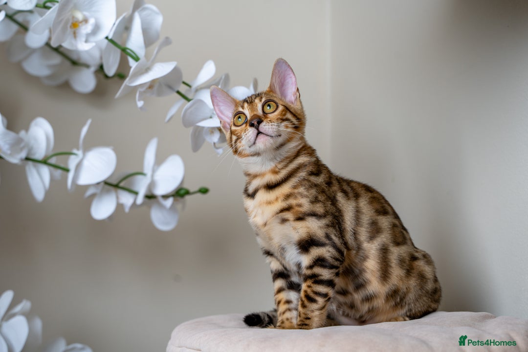 Bengal cats for sale: Stunning Bengal Girl- Top TICA pedigree- Ready NOW - Advert 20