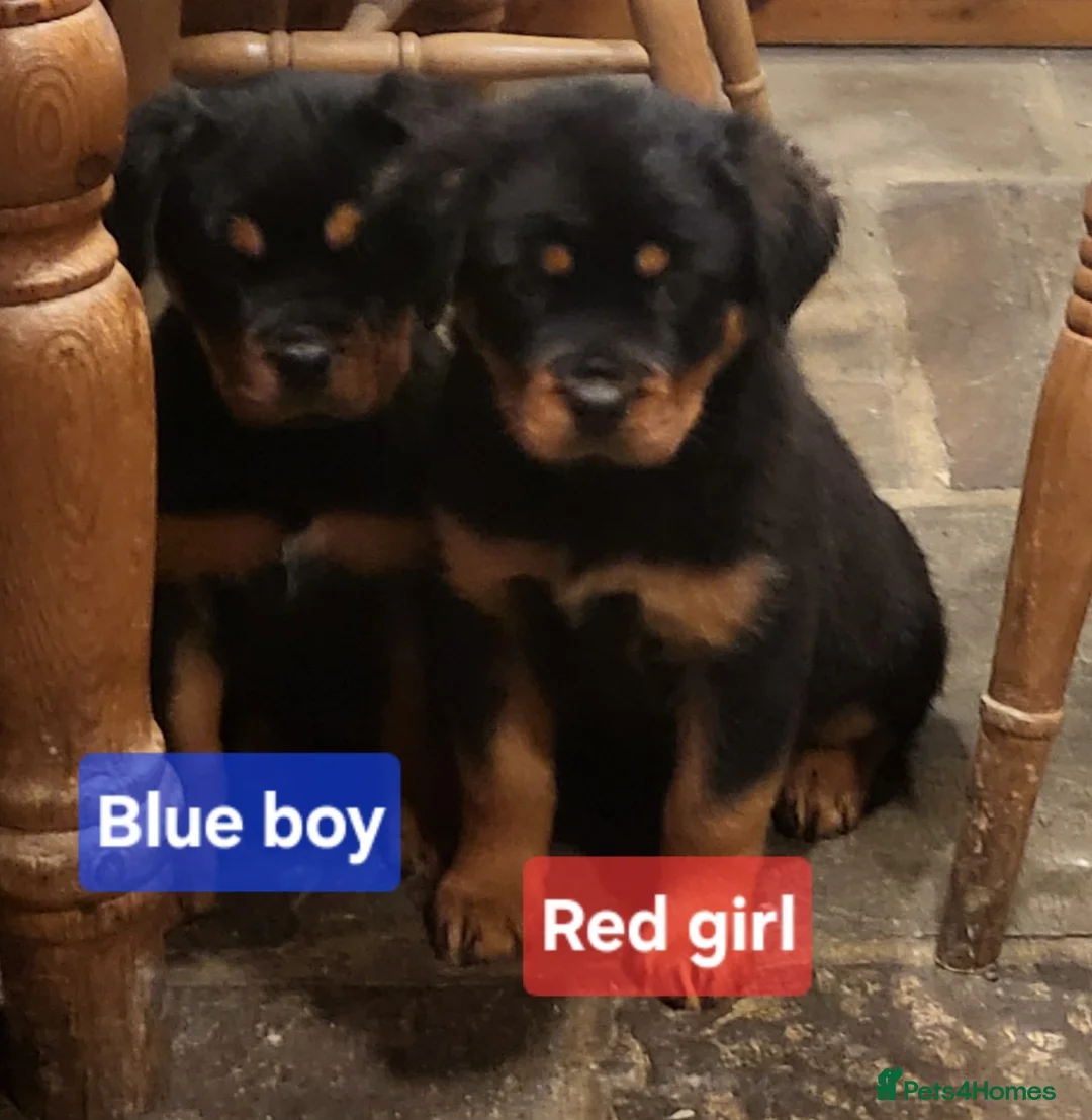 Rottweiler dogs for sale: Chunky Rottweiler Puppies - Advert 22