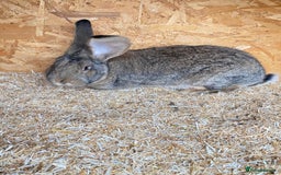Continental Giant rabbits for sale: Beautiful Giant Rabbit Girl, 8 Months - Advert 2