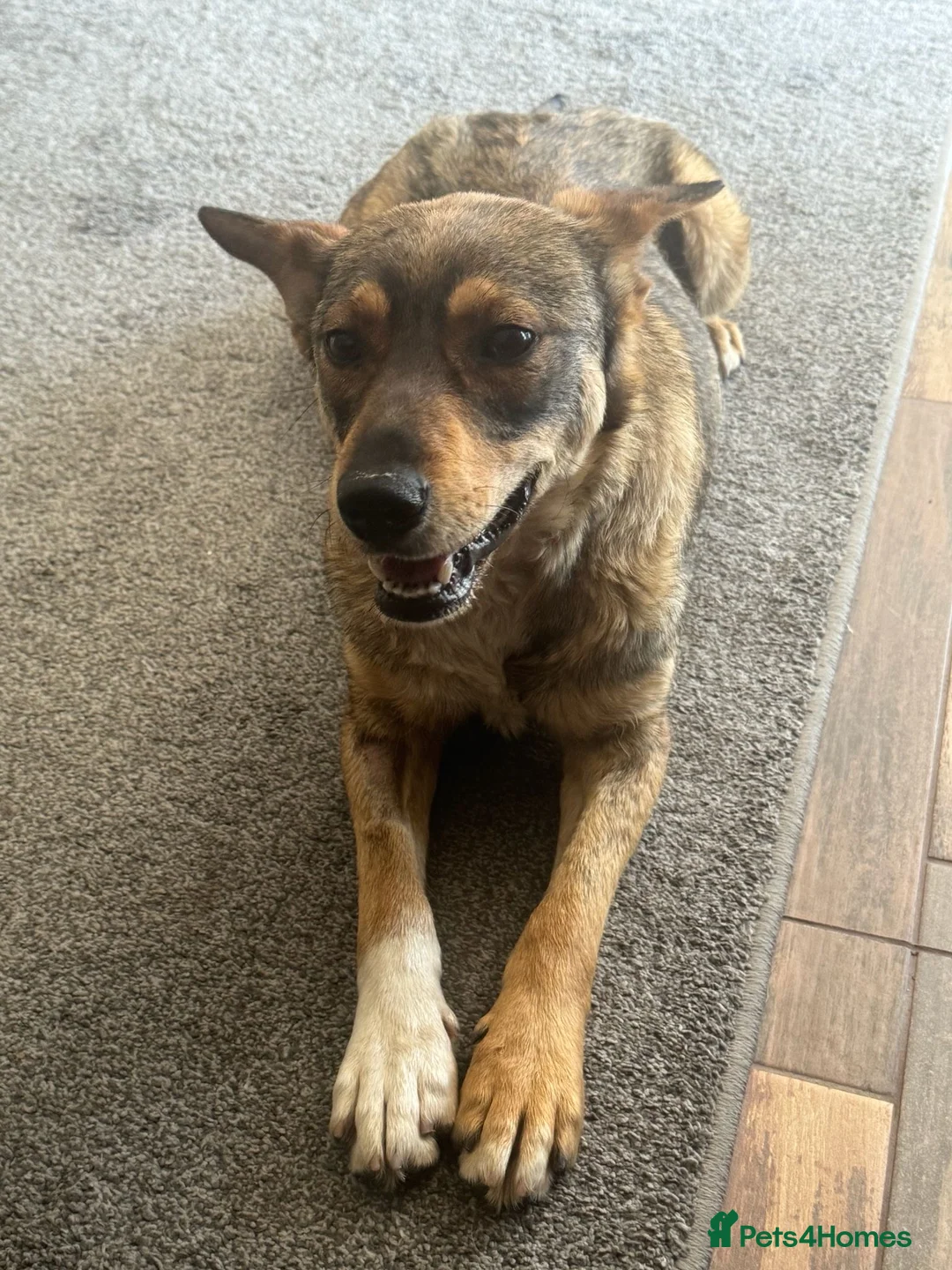Mixed Breed dogs for adoption: Cute Bella looking for LOVE - Advert 2