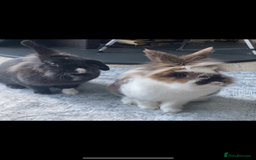 Lionhead rabbits for sale: 1 Male&1 Female lionhead rabbits available. - Image 12