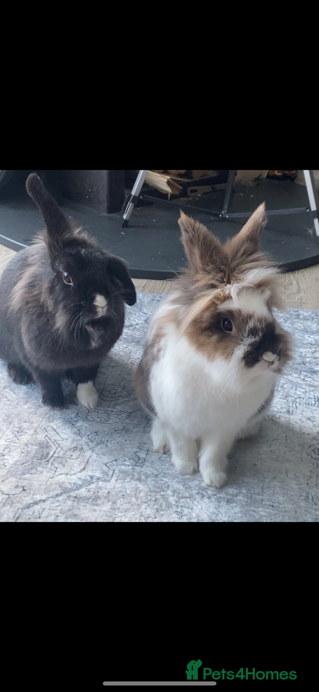 Lionhead rabbits for sale: 1 Male&1 Female lionhead rabbits available. - Image 12