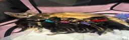 Mixed Breed cats for sale: 6 kittens 4 girls / 2 boys  in Birmingham - Advert 2