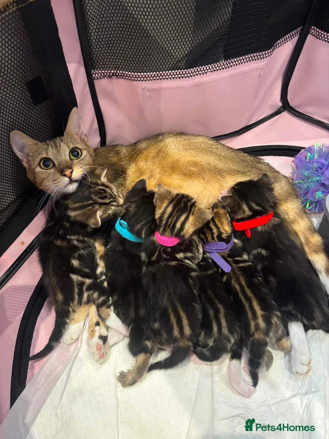 Mixed Breed cats for sale: 6 kittens 4 girls / 2 boys  in Birmingham - Advert 2