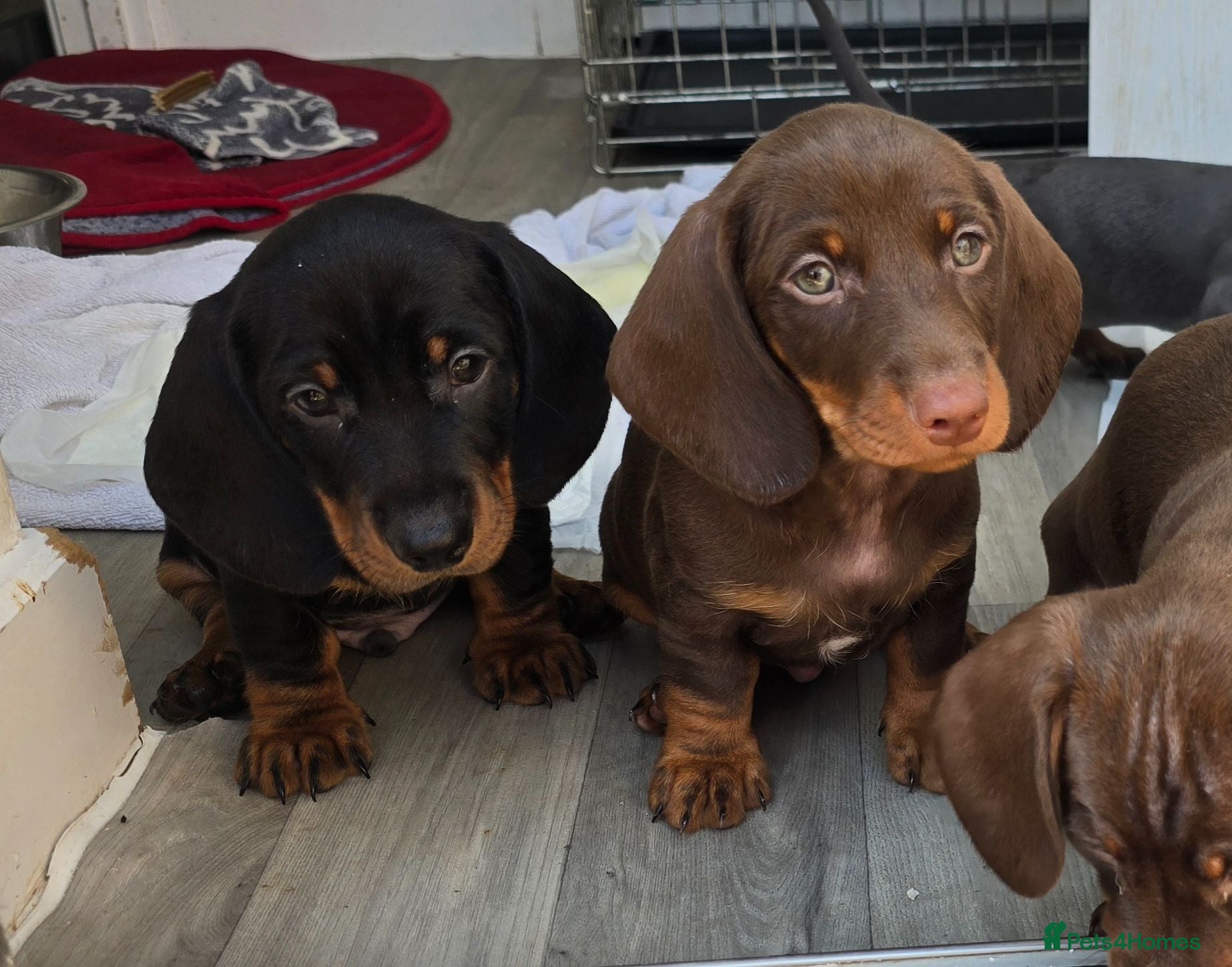 Miniature Dachshund dogs 2 Beautiful Dachshunds left! Ready 16th  - Advert 16
