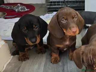 Miniature Dachshund dogs 2 Beautiful Dachshunds left! Ready 16th - Advert 16
