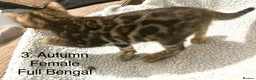 Bengal cats for sale: Full & Half Breed Bengal Kittens  - Advert 7