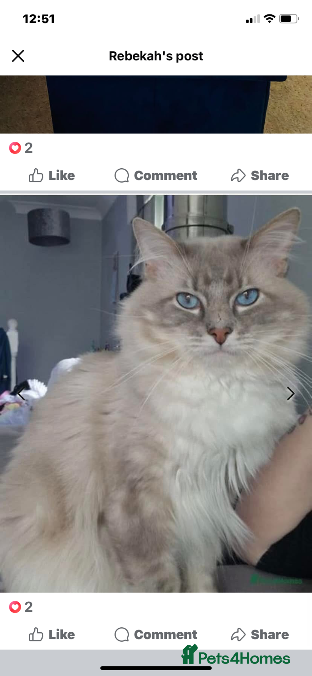 Ragdoll cats for sale: 6 ragdoll kittens  - Image 3