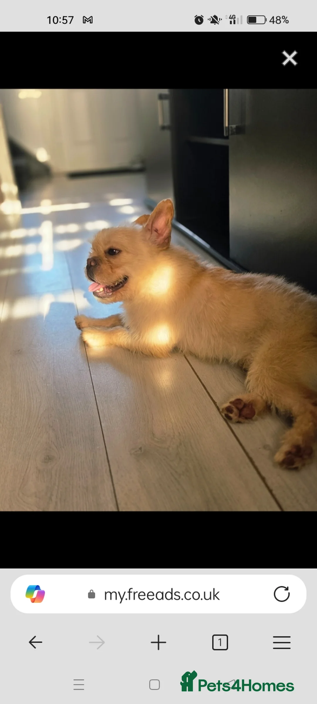 French Bulldog dogs for sale: Fluffy French bulldog  - Advert 1