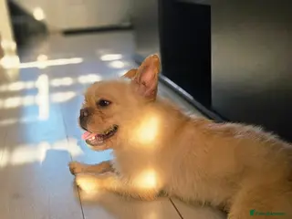 French Bulldog dogs Fluffy French bulldog - Advert 2