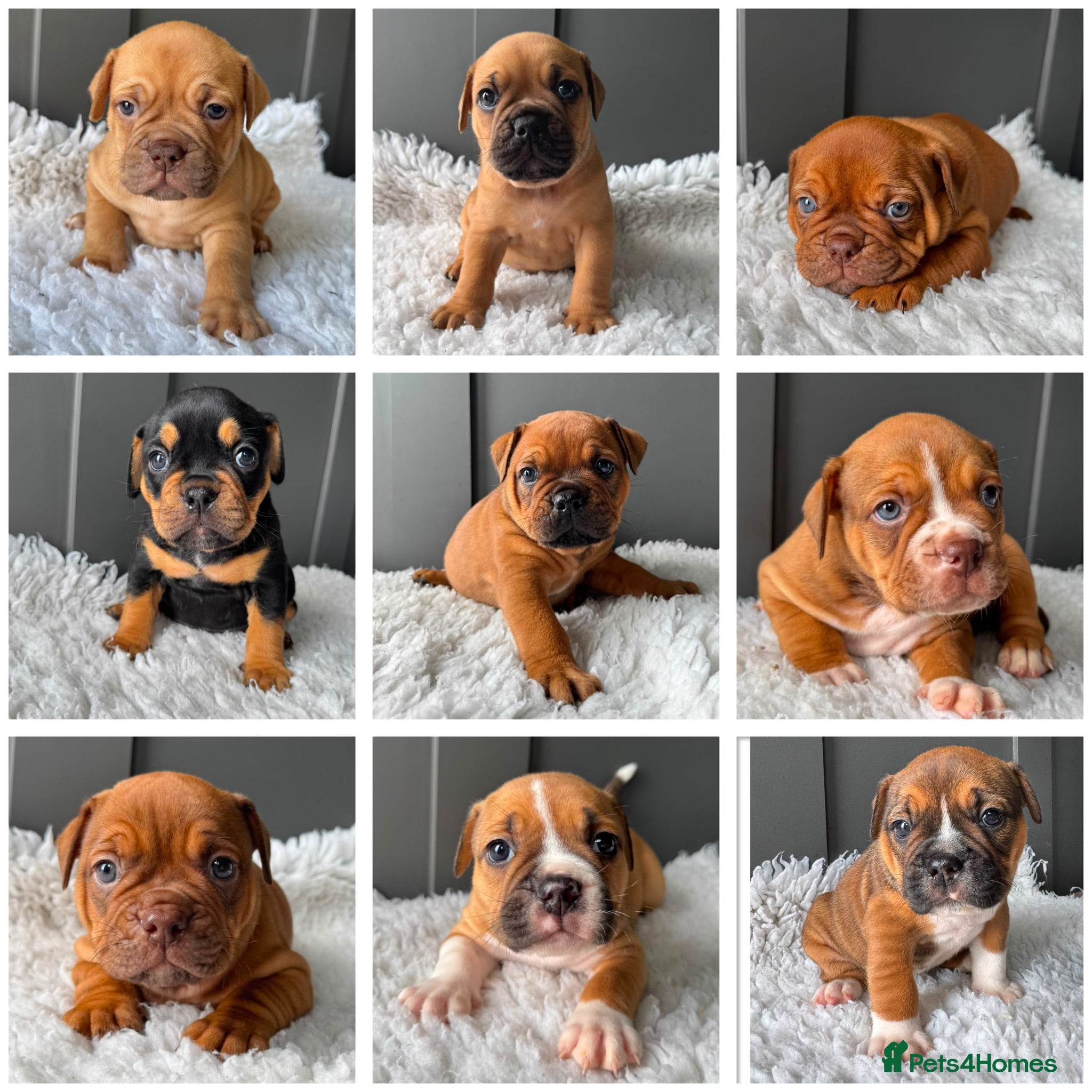 Olde English Bulldogge dogs Champion, Health Tested Parents, OEB puppies - Advert 1
