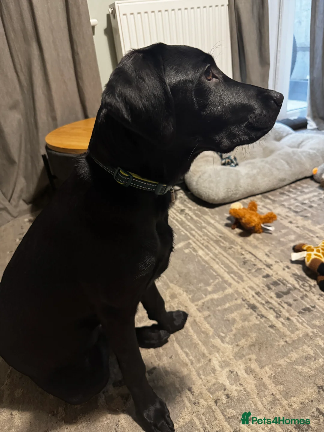 Labrador Retriever dogs for sale: Black Labrador 6 month old puppy - Advert 4