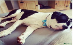 Mixed Breed dogs for sale: The is Frank - Advert 3