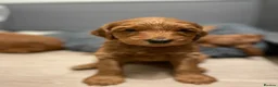 Goldendoodle dogs for sale: WAITING LIST OPEN - AUSSIE DOODLES  - Advert 16