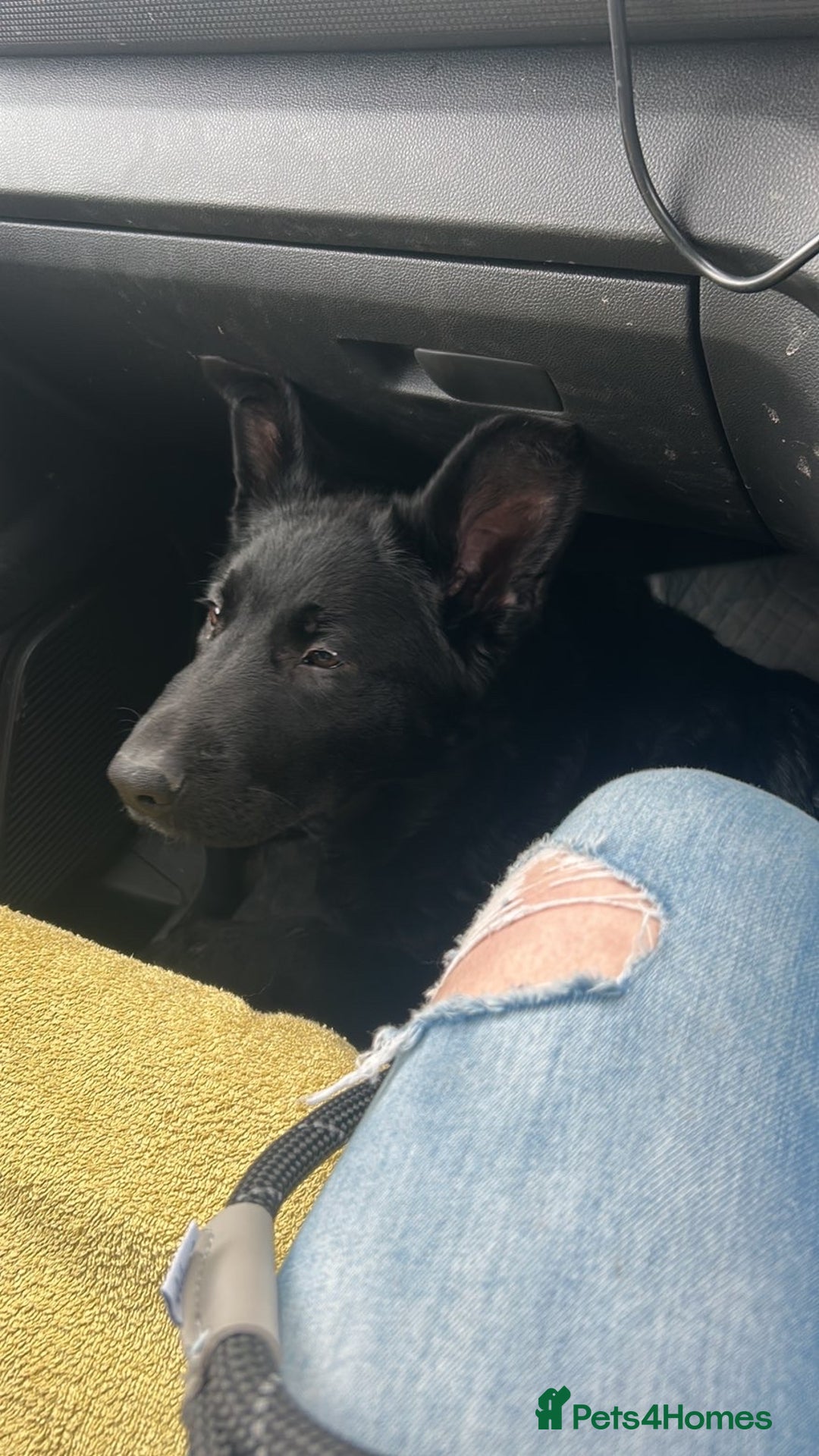German Shepherd dogs for sale: Beautiful black German Shepard girl  - Advert 5