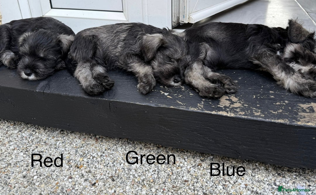 Miniature Schnauzer dogs for sale: Adorable miniature schnauzers  - Image 5
