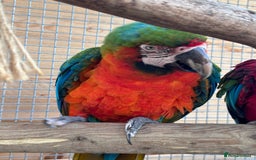 Macaws birds for sale: Bonded pair of macaws  - Image 3