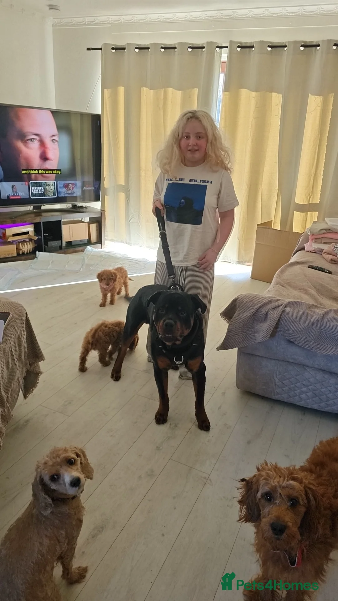 Rottweiler dogs for sale: Superb European Rottweiler  - Advert 3