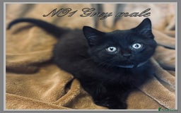 Mixed Breed cats for sale: Grey &Black mixed breed kittens  - Image 2