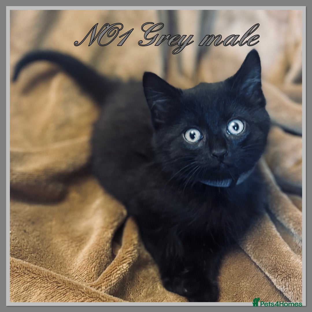 Mixed Breed cats for sale: Grey &Black mixed breed kittens  - Image 2