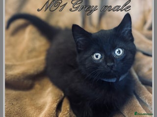 Mixed Breed cats - Advert 3