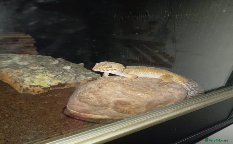 Leopard Gecko reptiles - Advert 13