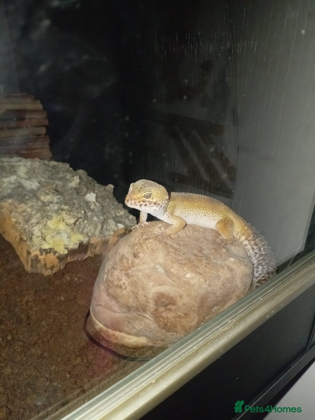 Leopard Gecko reptiles for sale: Leopard gecko  - Image 1