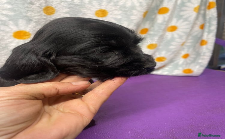 Cocker Spaniel dogs - Advert 4