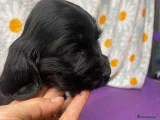 Cocker Spaniel dogs - Advert 2