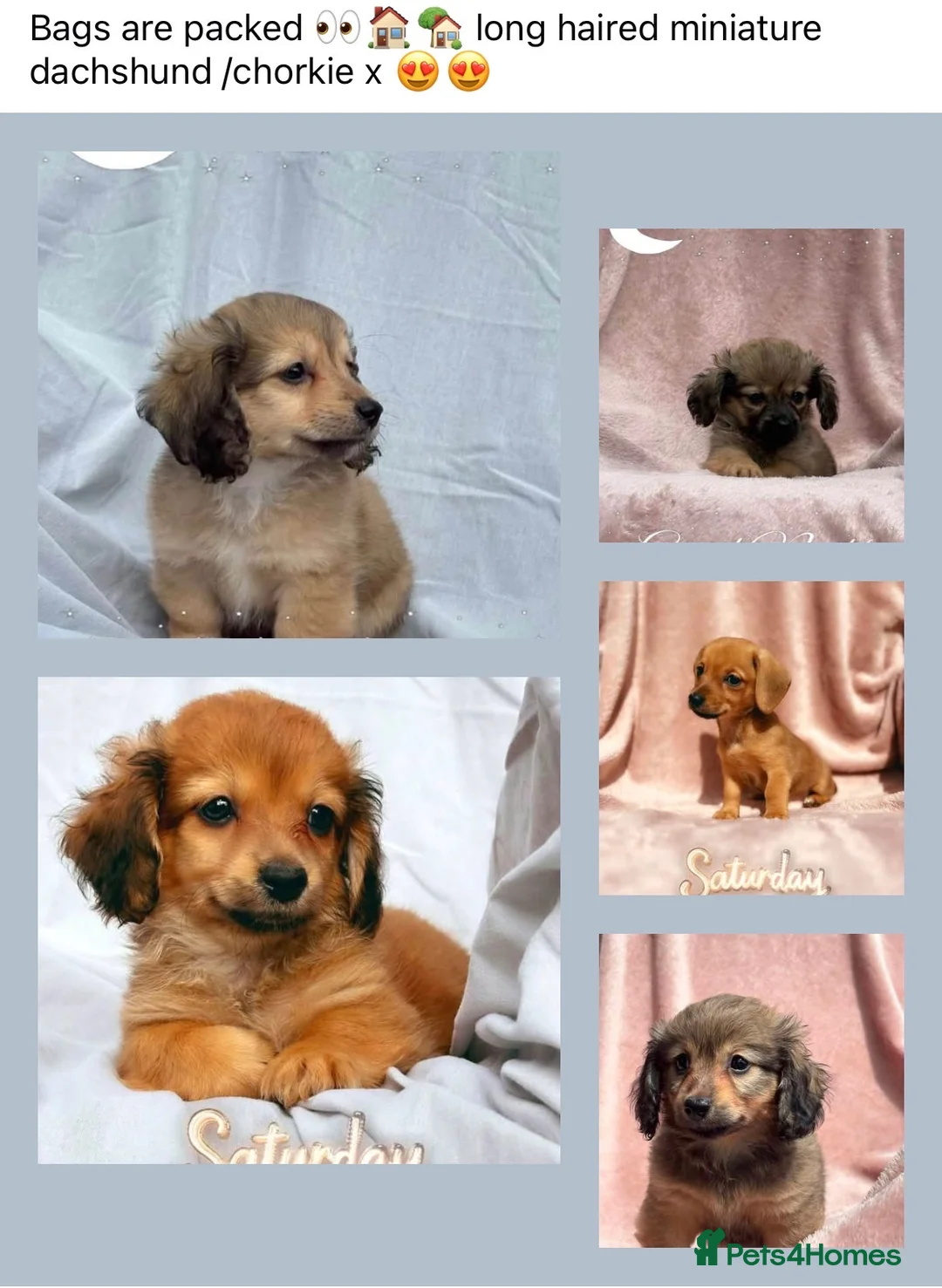 Mixed Breed dogs for sale: Long Haired Mini Dachshund x Chorkie Pups For Sale in Newton Stewart - Advert 1